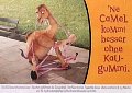 camel33kaugummi.jpg
